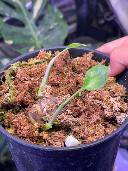 Monstera Fishbone Whole Bottom Cut