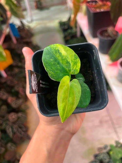 Anthu ( Pap Var x Guna Yala ) x Anthu ( Pap Var x Carlablackie) by Han Kirok