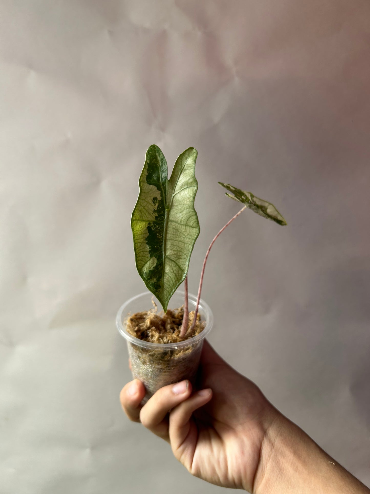 Alocasia Psedou Sanderiana Albo Pink