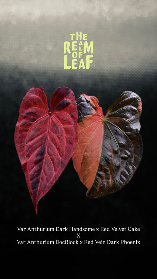 Pink Variegated Anthurium (Dark Handsome x Red Velvet Cake) x (Docblock x RVDP) by The Realm Of Leaf