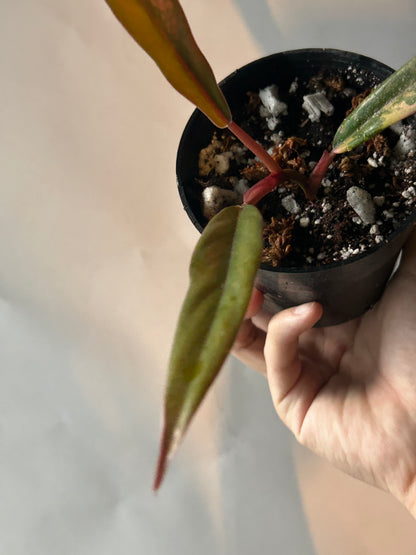 Philodendron Caramel Marble Variegated