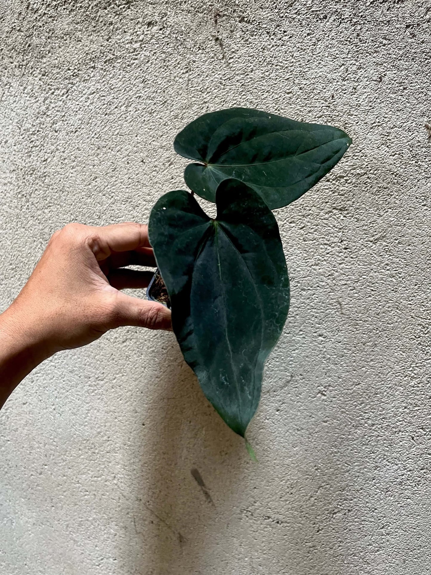 Anthurium AOS ‘Tezula’ x BVEP by Han Kirok