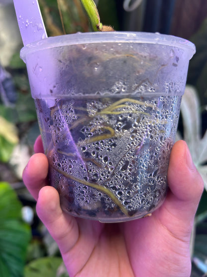 Monstera Thai Constellation Miracle Cutting