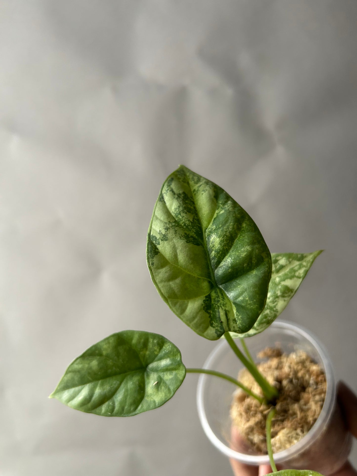 Alocasia Sinuata Albo