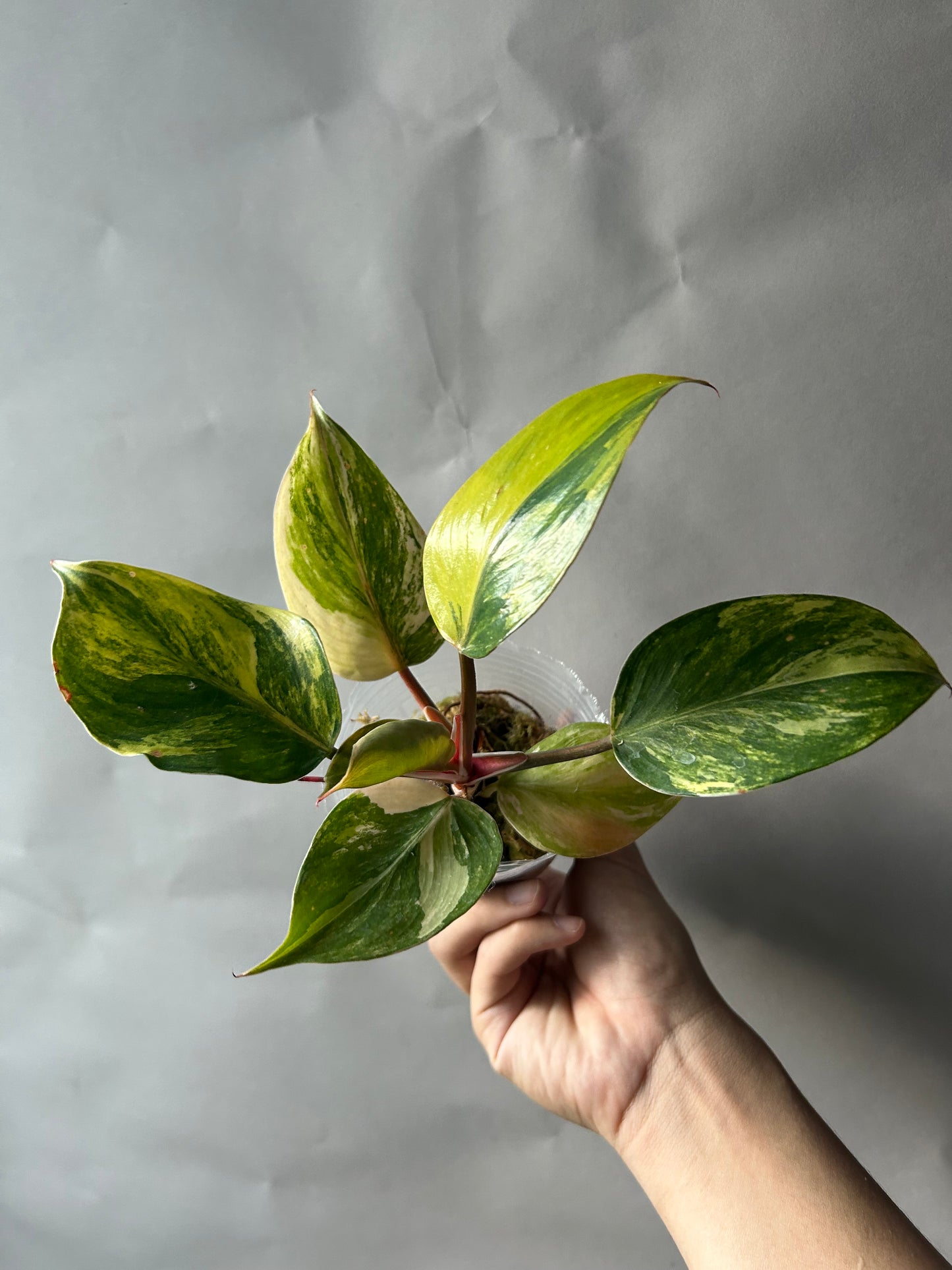 Philodendron White Knight Tricolor