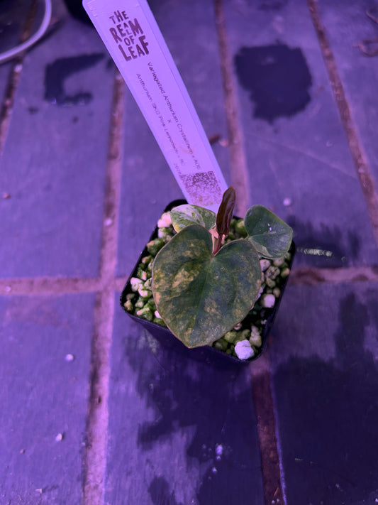 Selected - Variegated (Crystallium x AOS) x (SKG Pink Lemonade x RC) by TN