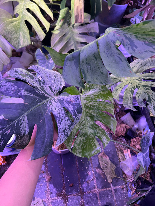 Monstera Vietciosa (5 Leafs)