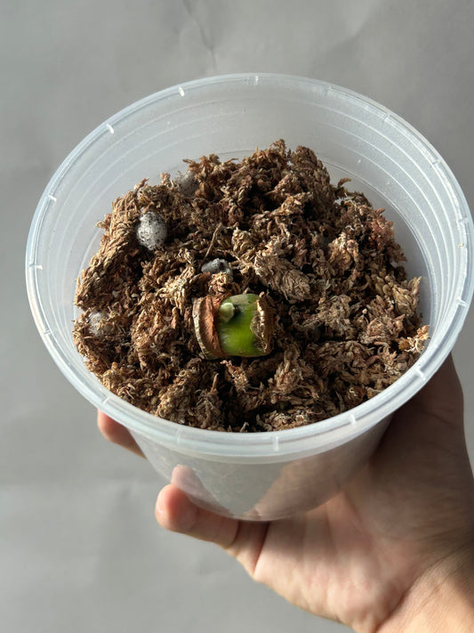 Philodendron Pastazanum Albo