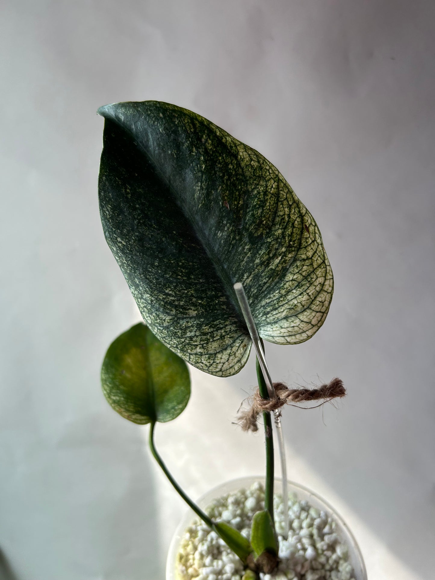 Monstera Devil Monster (Non-TC)