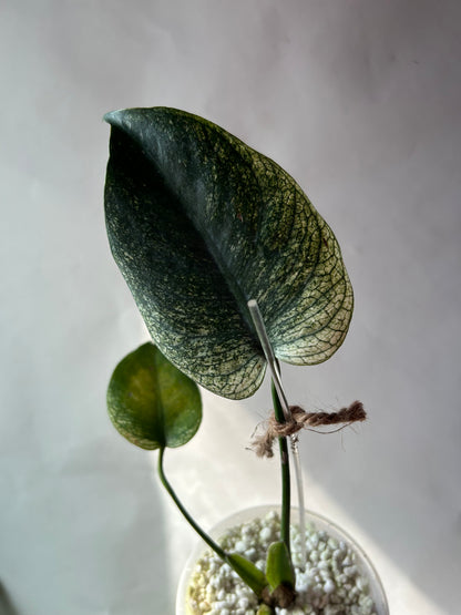 Monstera Devil Monster (Non-TC)