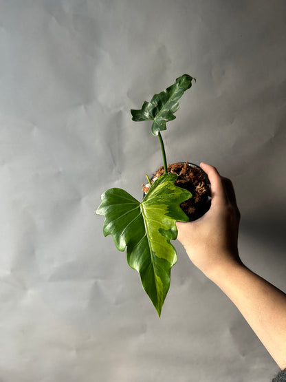 Philodendron Radiatum Variegated