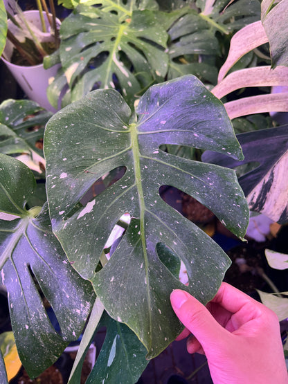 Monstera Fishbone