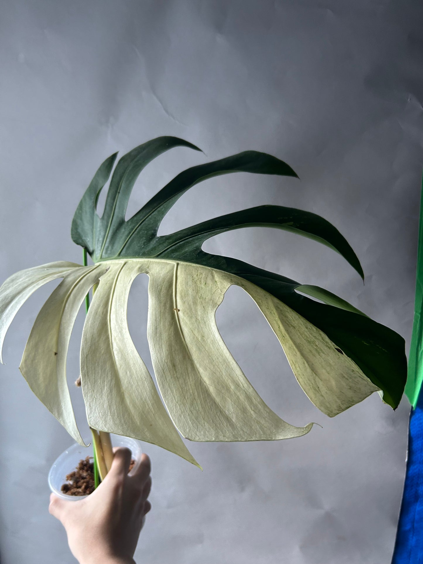 Monstera Deli X Bors Mint ( Jungle Mint) Top Cut