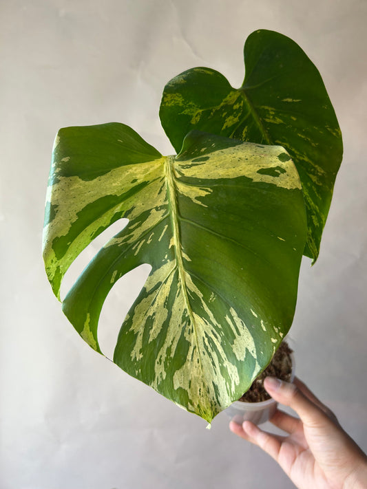 Monstera Deliciosa Vietciosa