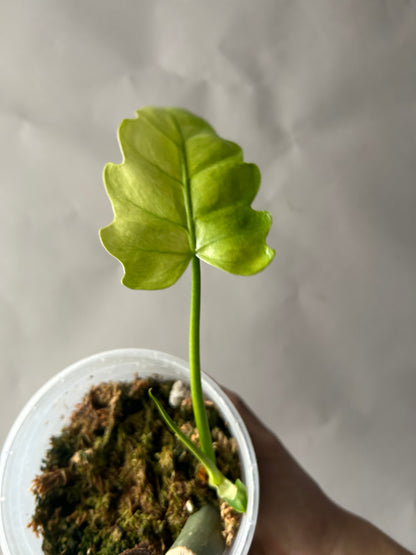 Philodendron Radiatum Variegated