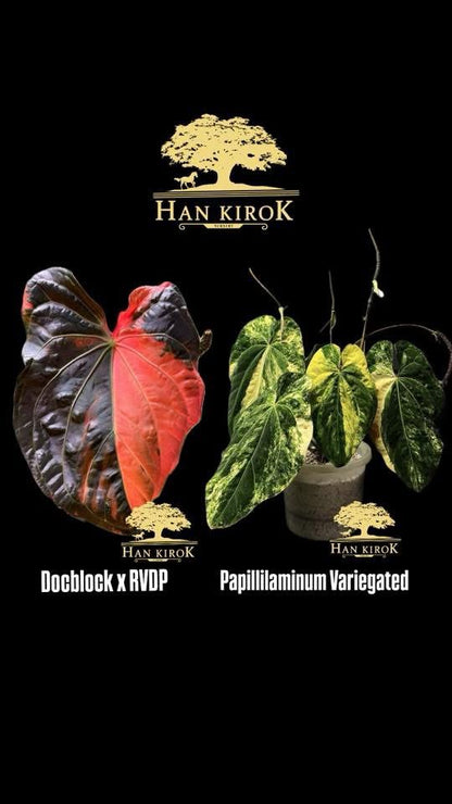 Anthurium ( Dockblock x RVDP) x Papillilaminum Var by Han Kirok