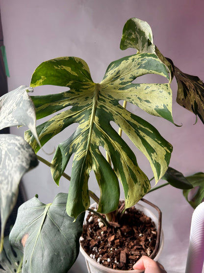 Monstera Bulbasaur XXXL