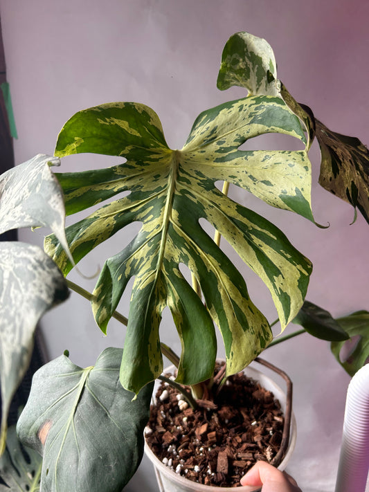 Monstera Bulbasaur XXXL