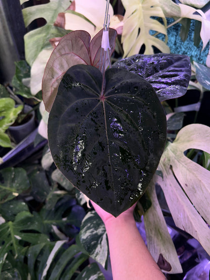 Anthurium Blood Moon ( Australia Clone) chunk