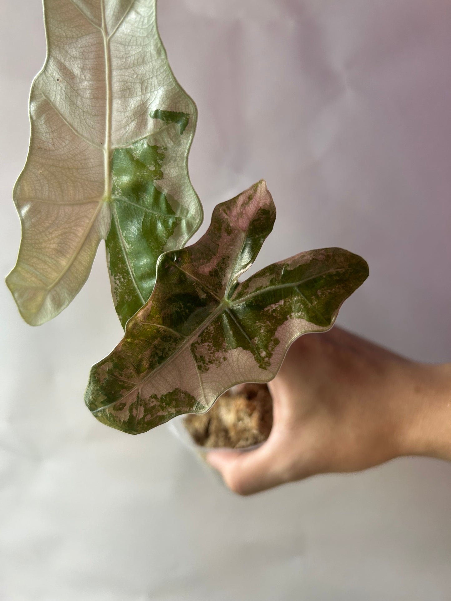 Alocasia Psedou Sanderiana Albo Pink