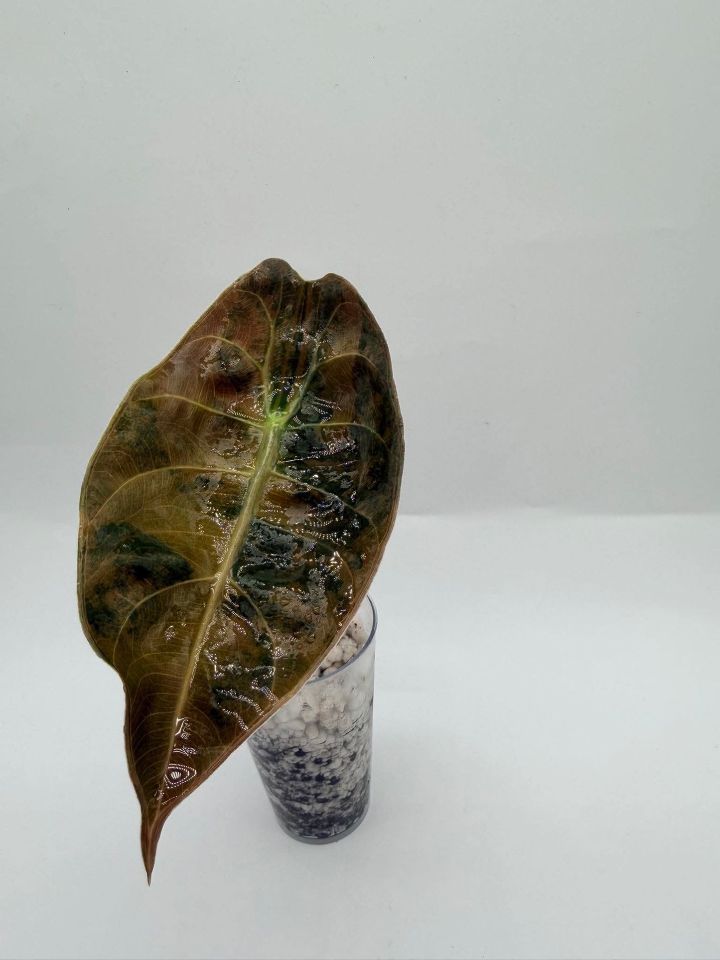 Alocasia Sendenii Aurea