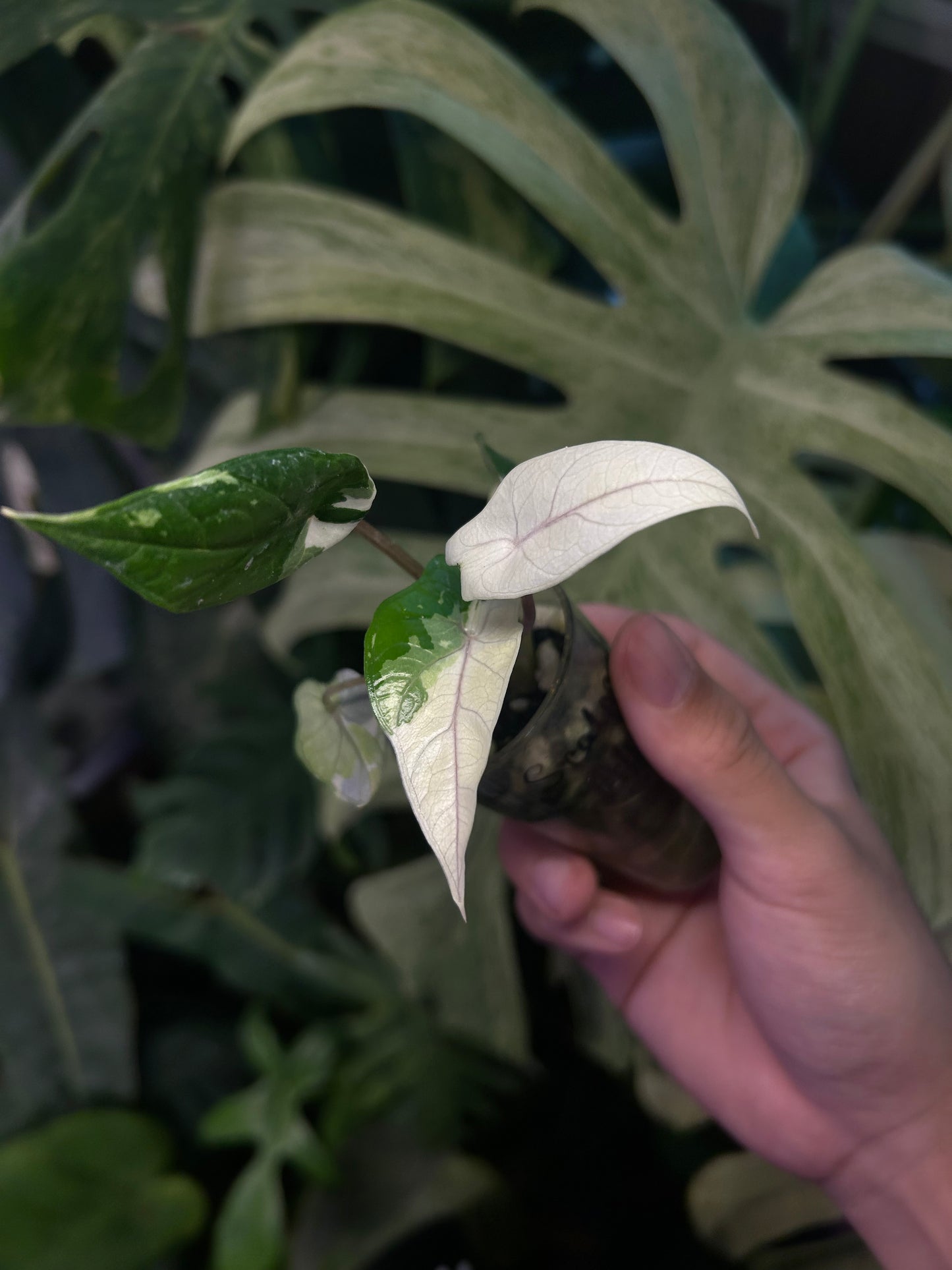 Alocasia Scalprum Albo Pink Vein ( Corm Grown)