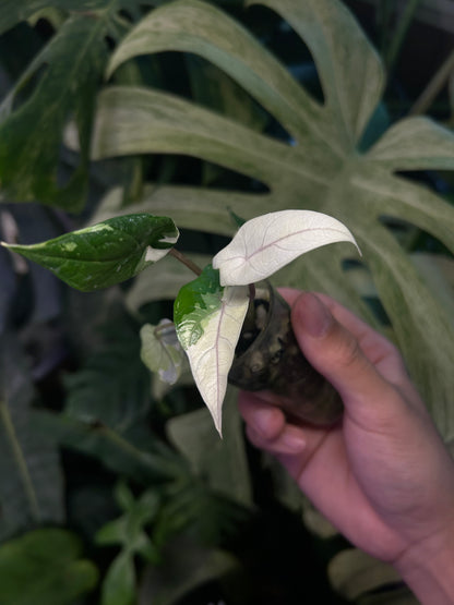 Alocasia Scalprum Albo Pink Vein ( Corm Grown)
