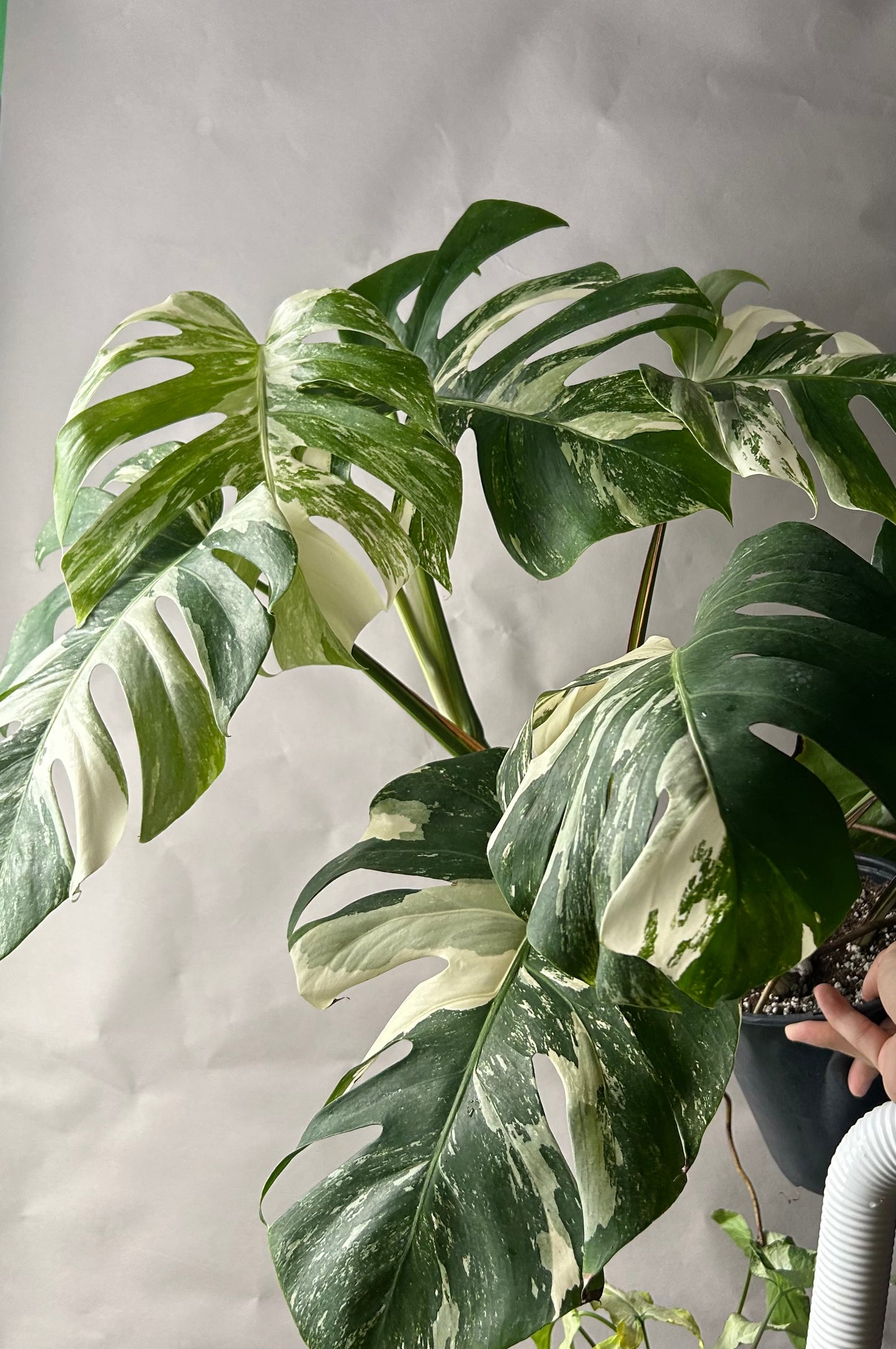 Monstera Albo