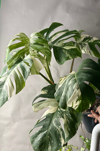 Monstera Albo