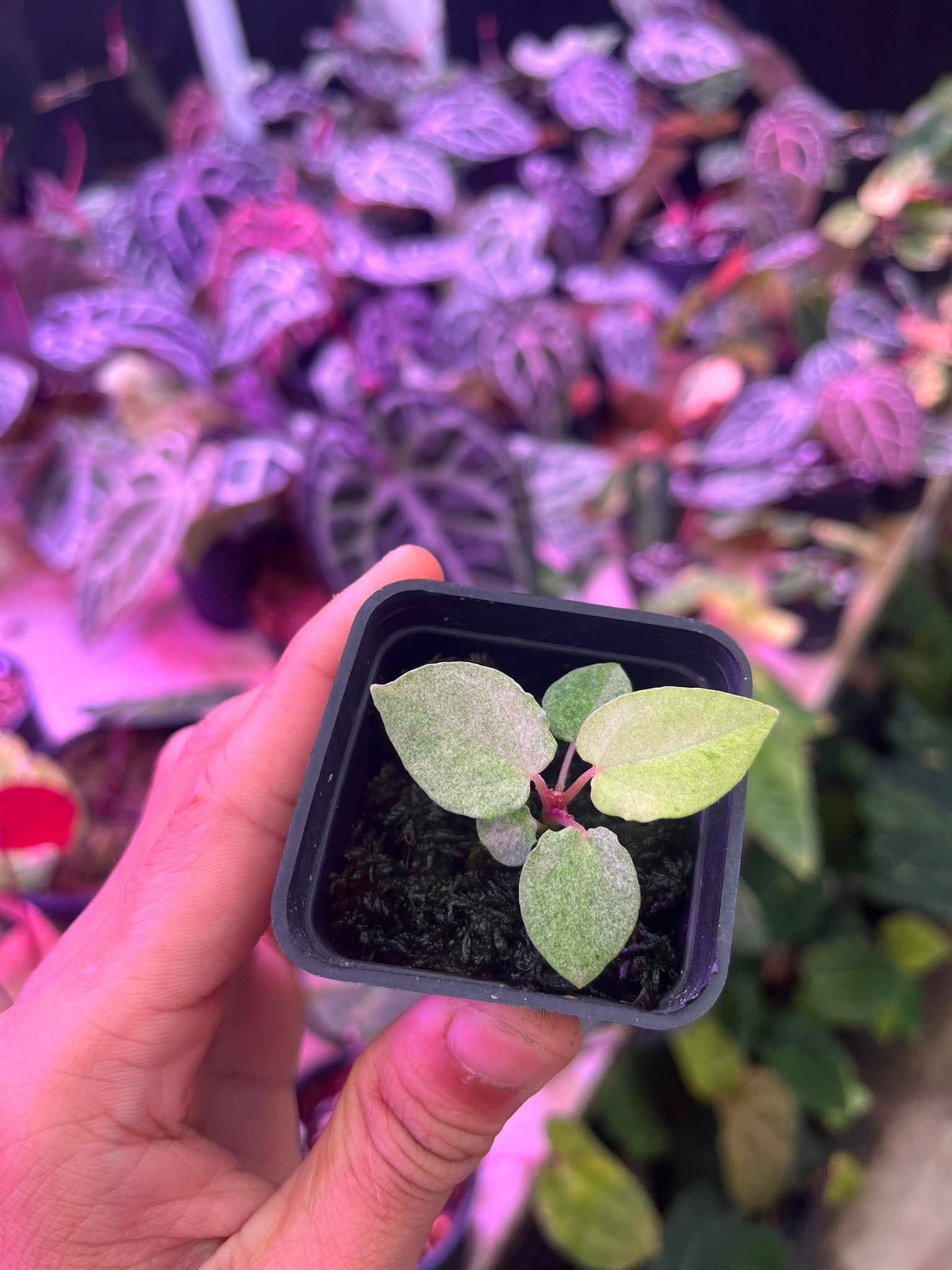 Variegated Anthurium (Pap Var x RL) x (DocBlock x RVDP) by Han Kirok