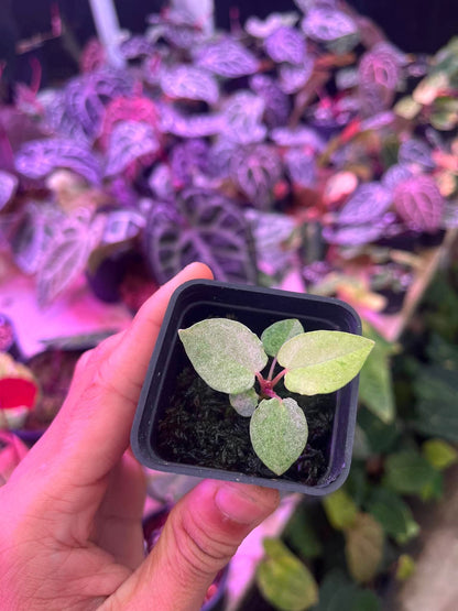 Variegated Anthurium (Pap Var x RL) x (DocBlock x RVDP) by Han Kirok