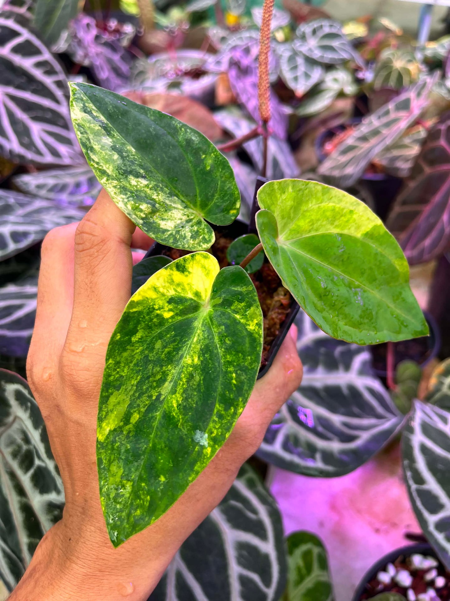 Variegated Anthurium Red Magnificum Variegated x ( Pap Var x Guna Yala) by Han Kirok