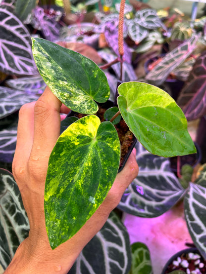 Variegated Anthurium Red Magnificum Variegated x ( Pap Var x Guna Yala) by Han Kirok