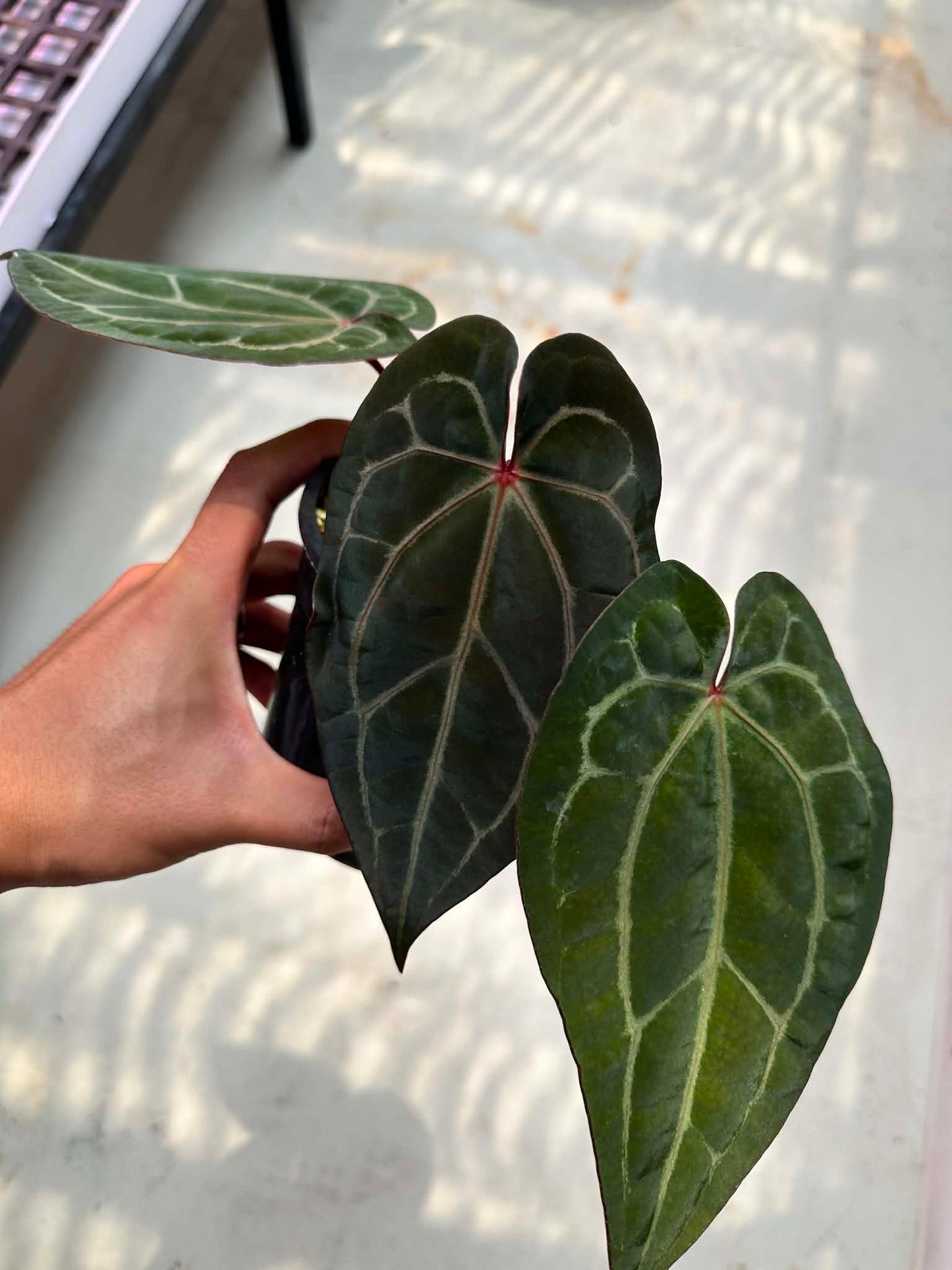 Selected - Anthurium ( Michelle x Michelle ) Docblock x Michelle Docblock by The Realm Of Leaf