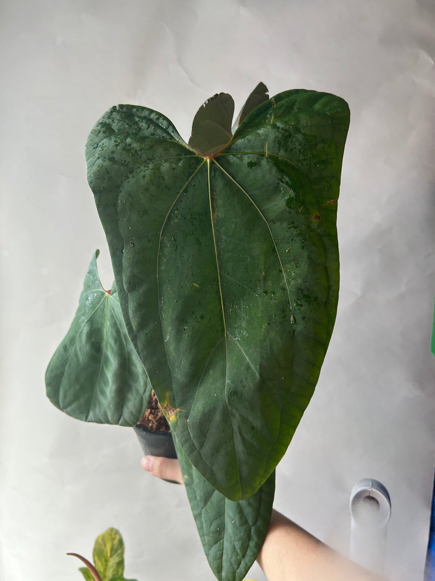 Anthurium RVDP x Portillae “ Dorito “