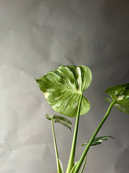 Monstera Medusa