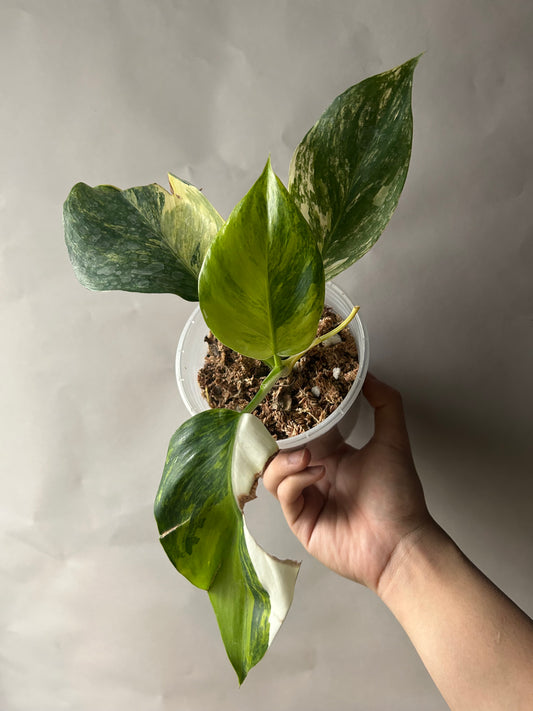 Philodendron White Wizard Tricolor (Aurea)