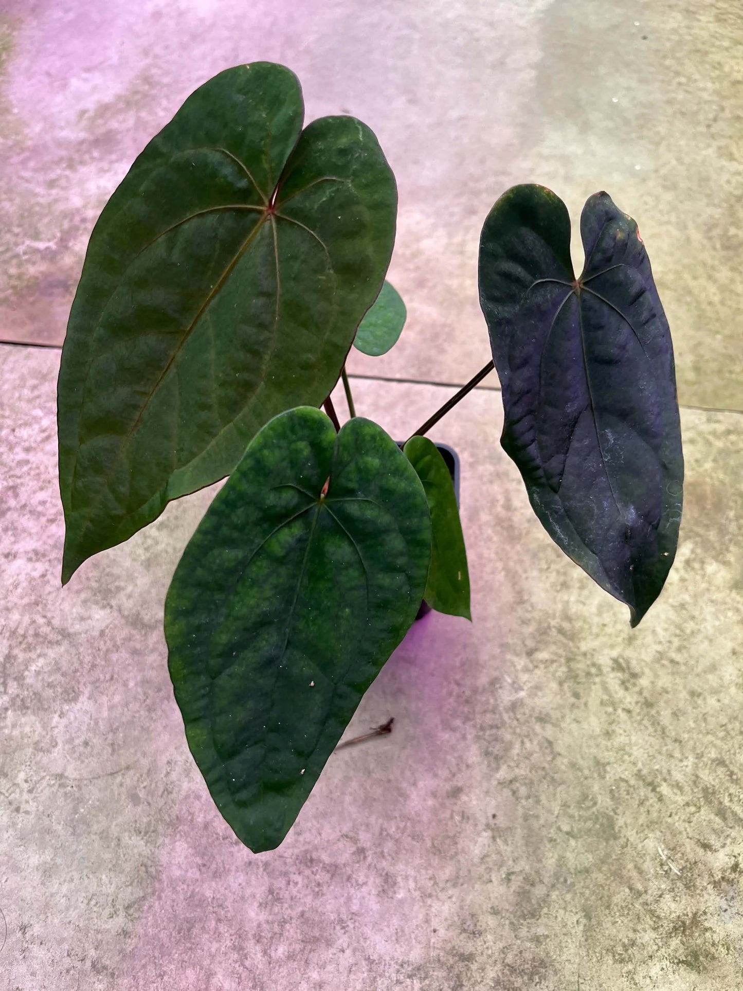 Anthurium AOS x Dressleri by Han Kirok