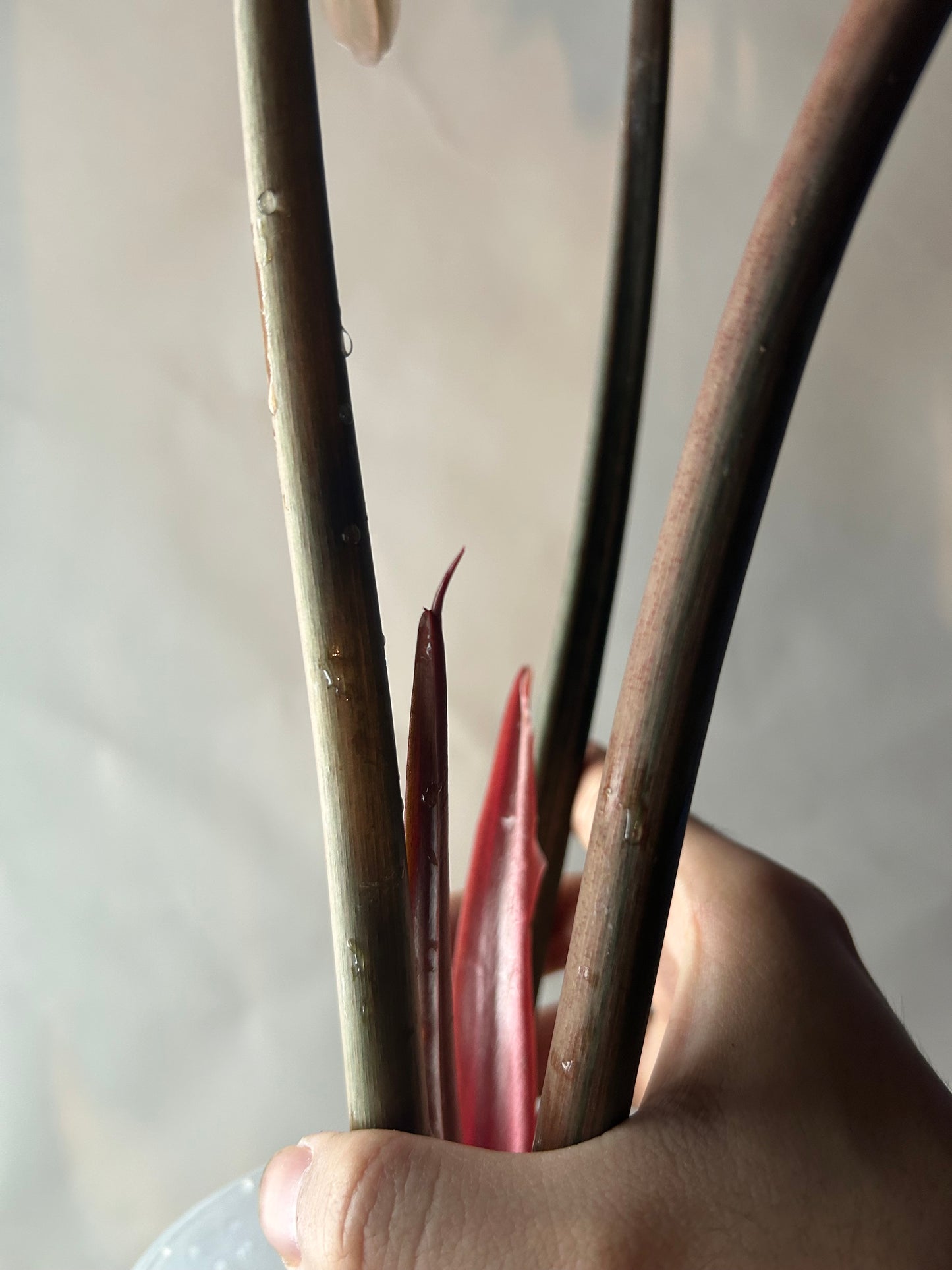 Philodendron Caramel Marble (Non TC)