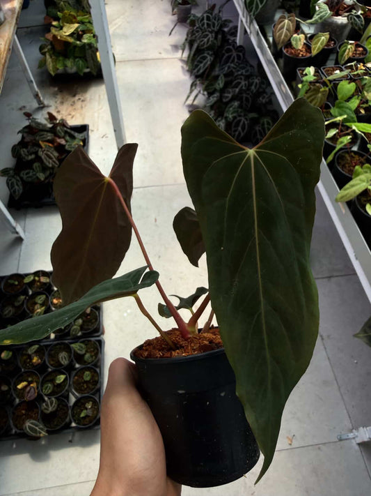 Anthurium RLFS x Self by Han Kirok