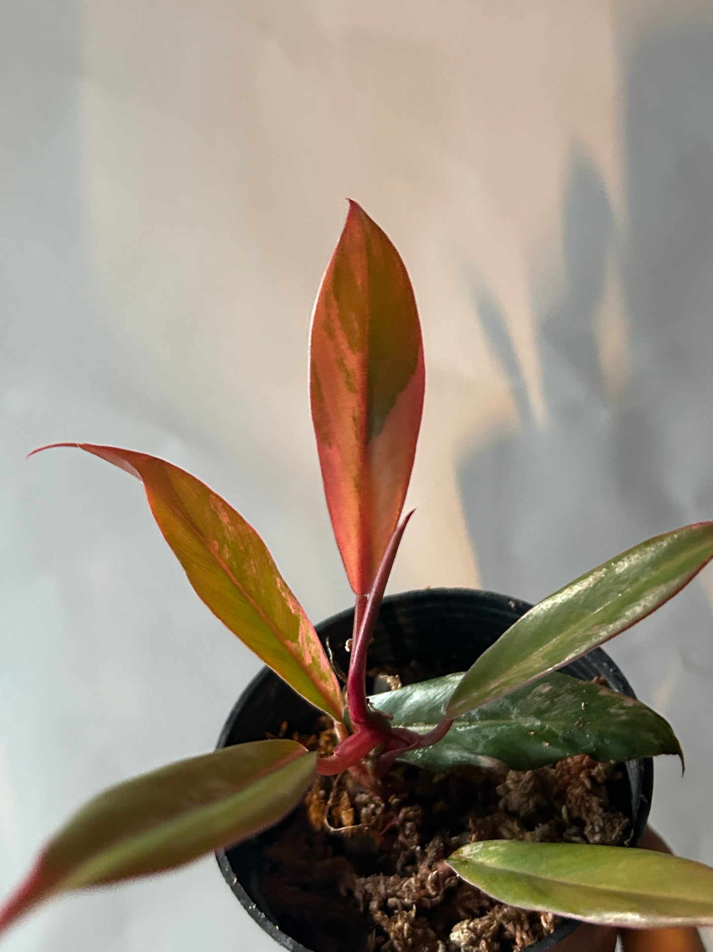 Philodendron Caramel Marble Variegated