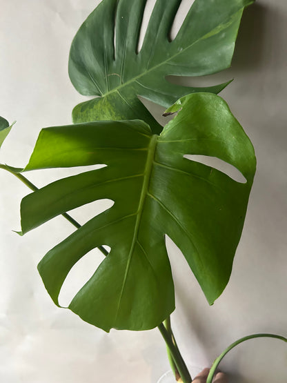Monstera Deliciosa Green-On-Green