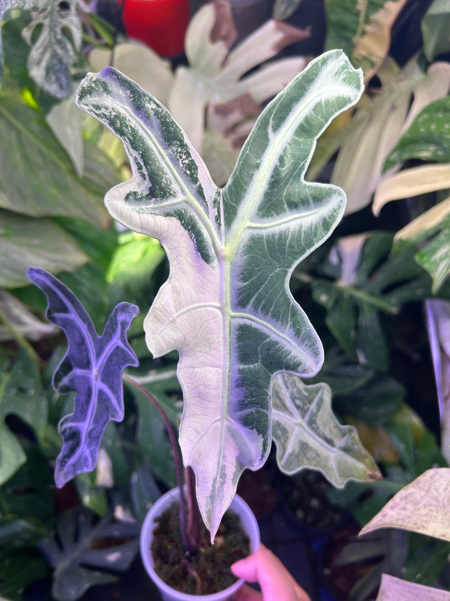 Alocasia Nobilis Pink ( Corming size)