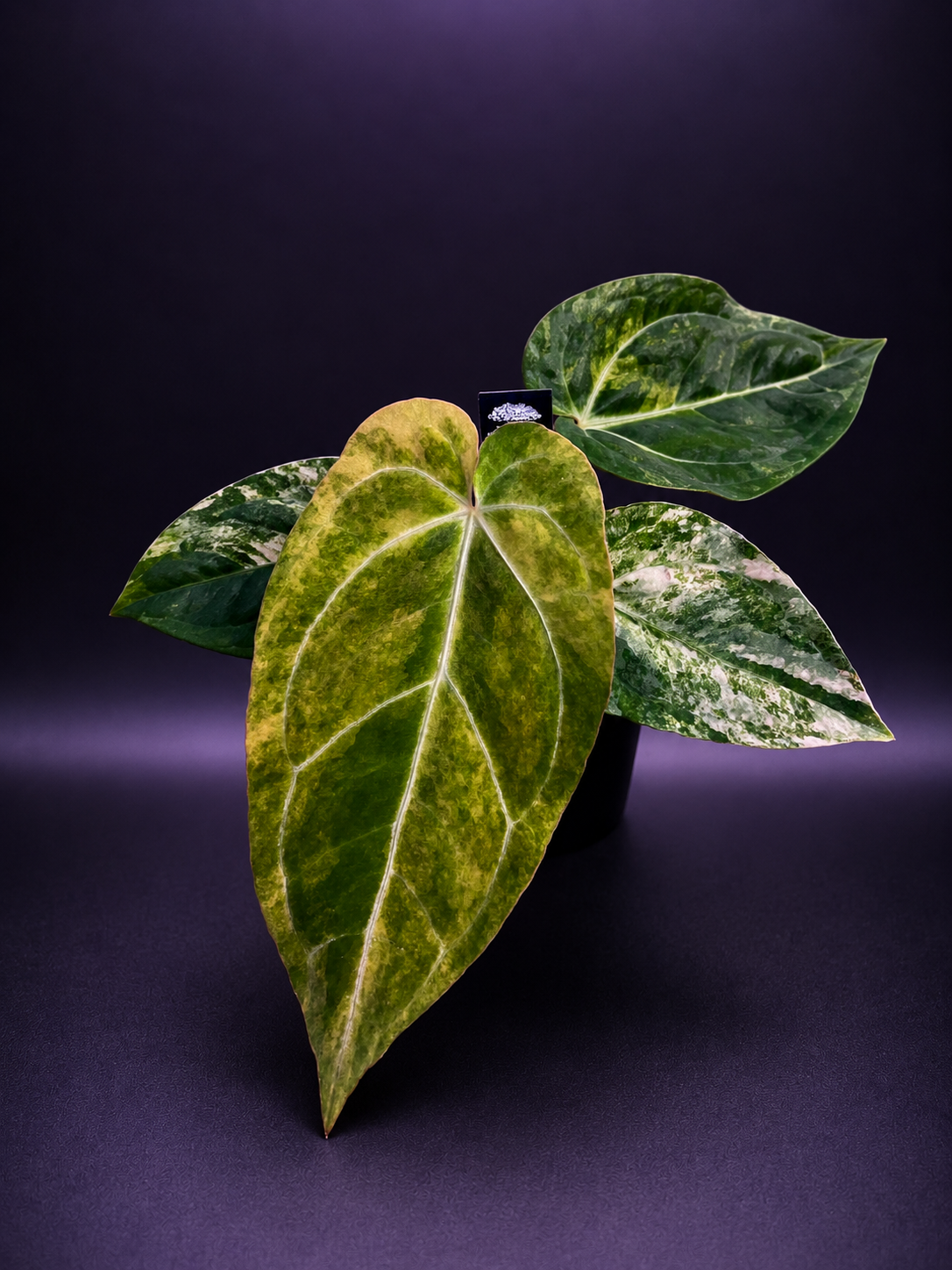 Variegated Anthurium Red Magnificum x Var Anthurium ( Pap x Guna Yala) by Han Kirok