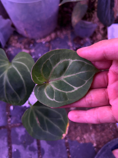 Anthurium King Of Spade