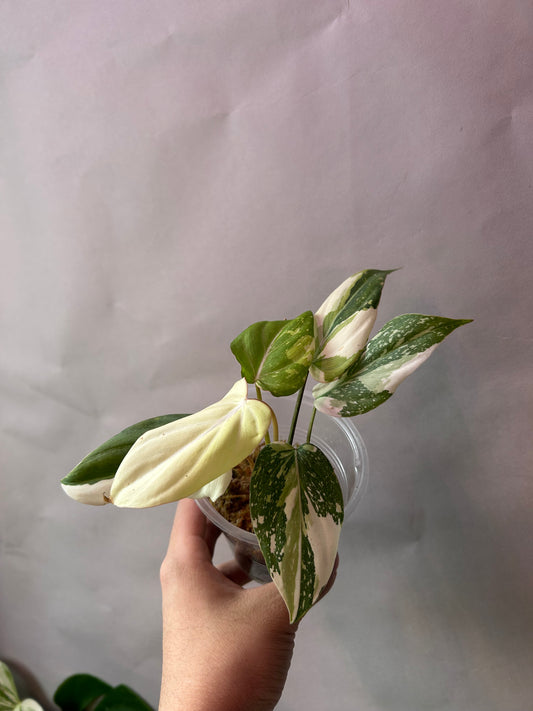 Philodendron Gloriosum Tricolor aka Galaxy