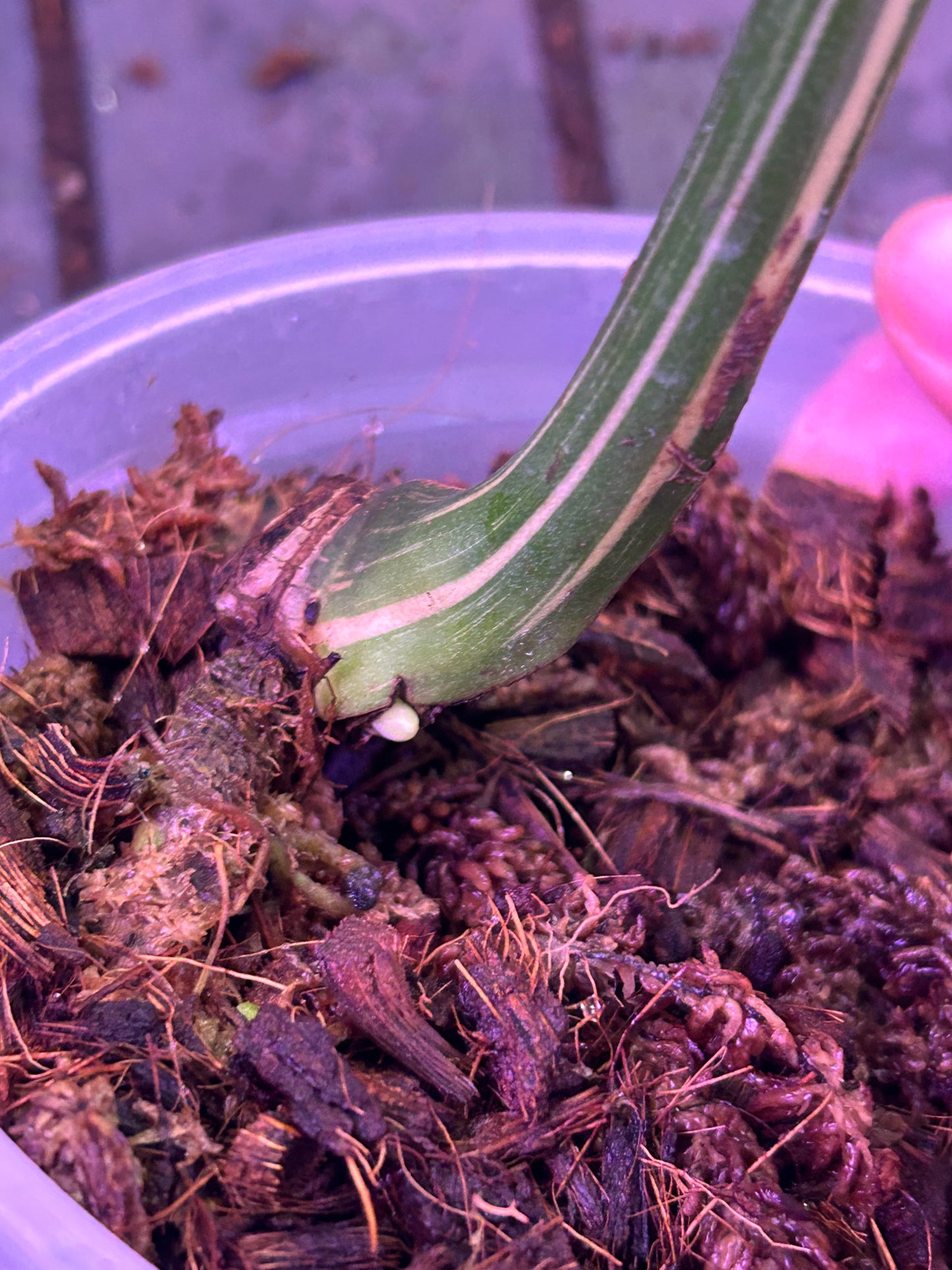 Monstera Medusa Cutting