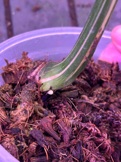 Monstera Medusa Cutting
