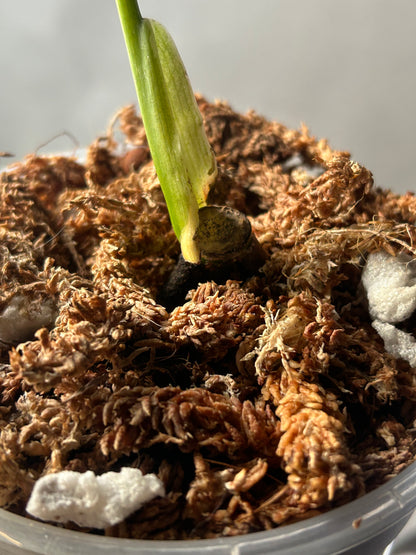 Monstera Thai Constellation “Miracle” Cutting