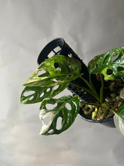 Monstera Adansonii Tricolor